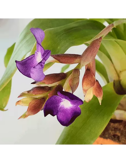 Tillandsia Hamaleana