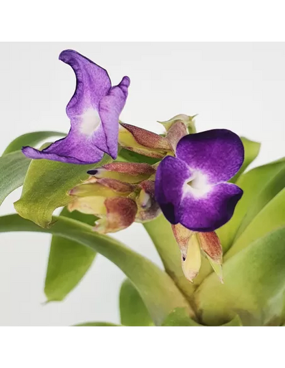 Tillandsia Hamaleana