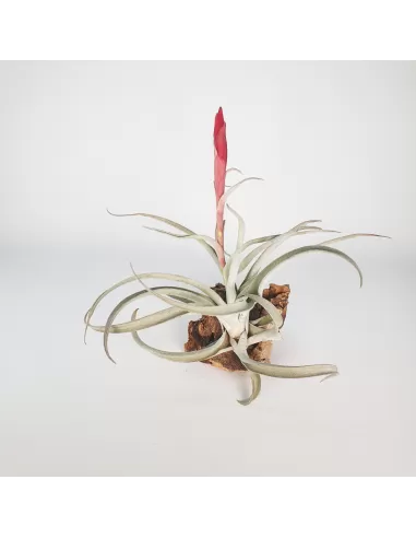 Tillandsia Harrisii