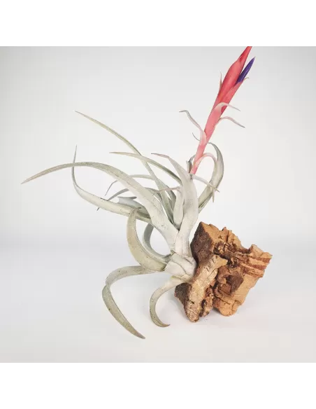 Tillandsia Harrisii