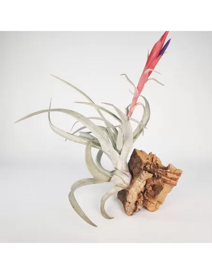 Tillandsia Harrisii