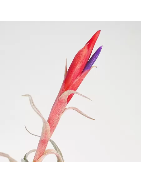 Tillandsia Harrisii