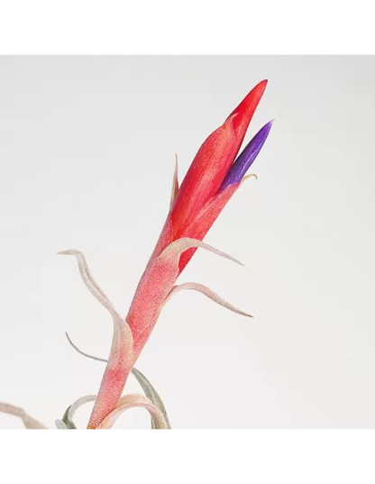 Tillandsia Harrisii