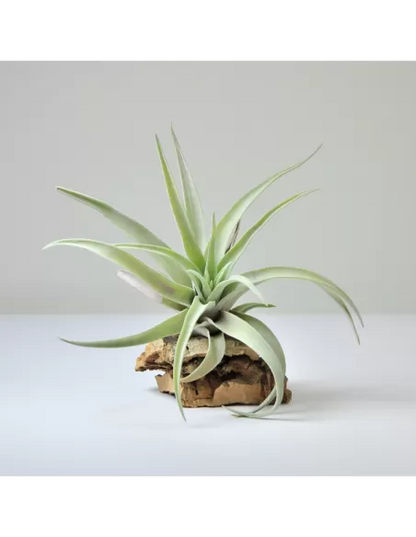 Tillandsia Harrisii