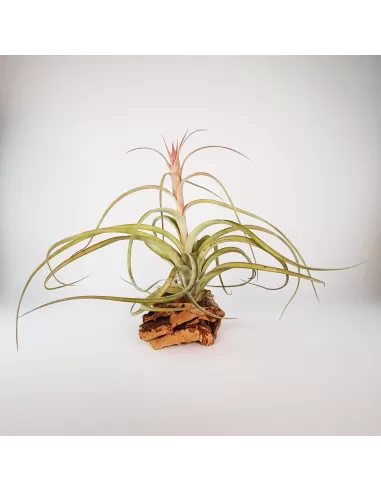 Tillandsia Heather Blush