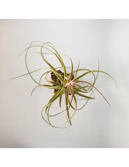 Tillandsia Heather Blush
