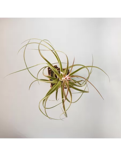 Tillandsia Heather Blush