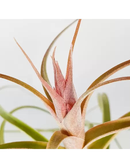 Tillandsia Heather Blush
