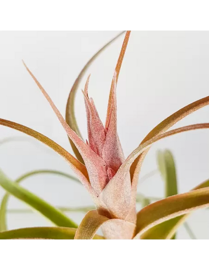 Tillandsia Heather Blush