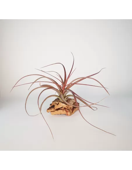 Tillandsia Heather Blush