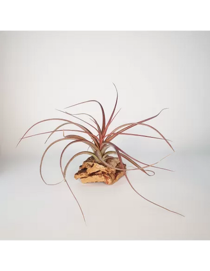 Tillandsia Heather Blush