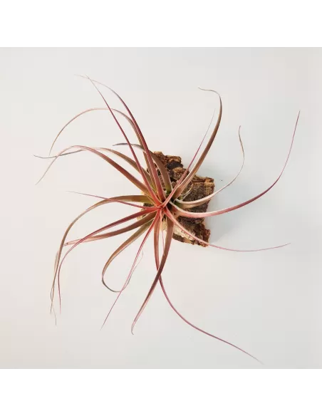 Tillandsia Heather Blush
