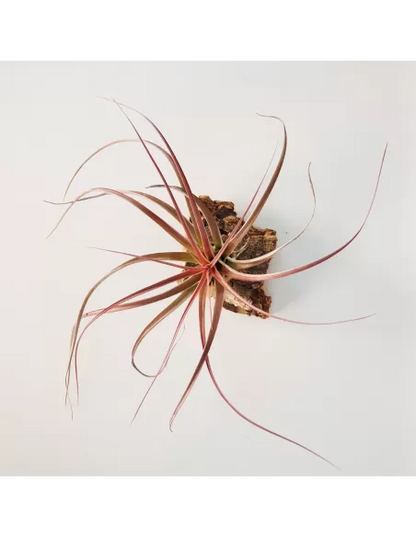 Tillandsia Heather Blush