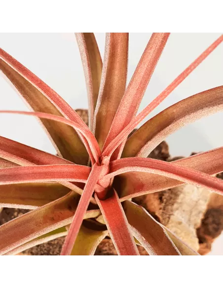 Tillandsia Heather Blush