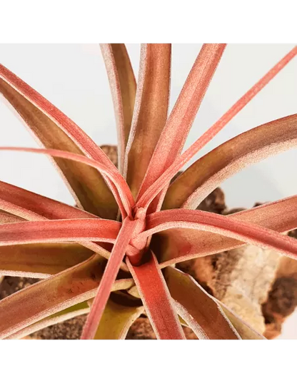 Tillandsia Heather Blush