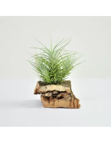 Tillandsia Heteromorpha Pulk