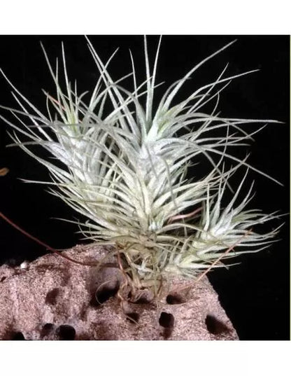 Tillandsia Heteromorpha Pulk
