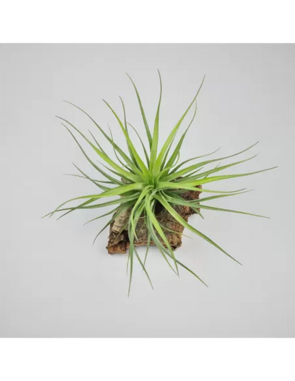 Tillandsia tenuifolia x Stricta Hart