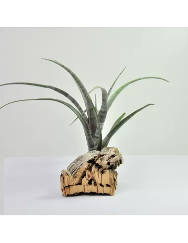 Tillandsia Hildae