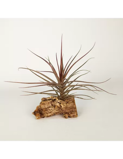 Tillandsia Holm's Airside