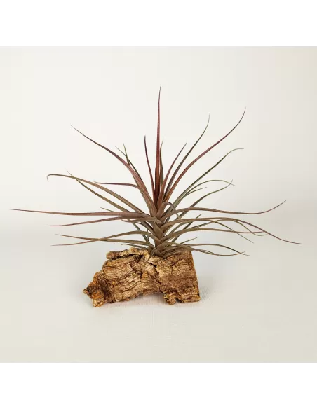 Tillandsia Holm's Airside
