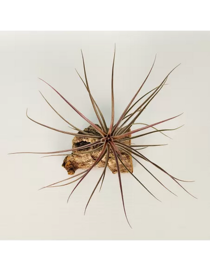 Tillandsia Holm's Airside