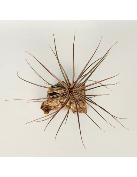 Tillandsia Holm's Airside