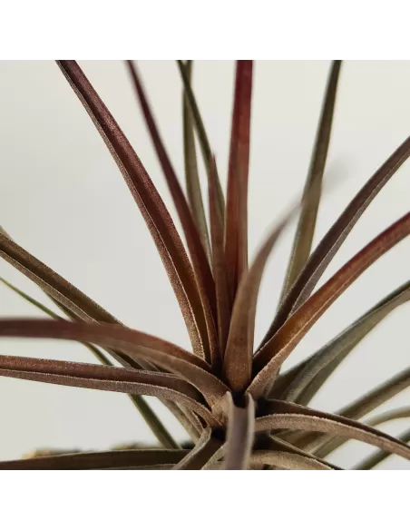 Tillandsia Holm's Airside