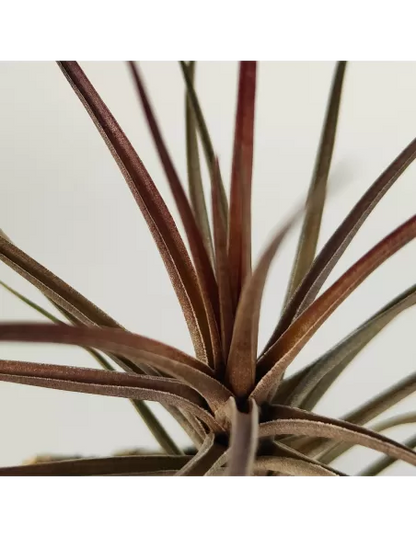 Tillandsia Holm's Airside