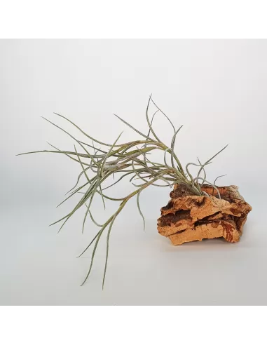 Tillandsia Holm´s Bluebeard