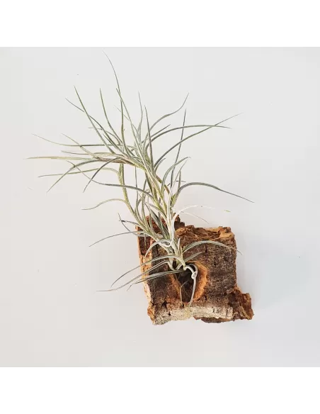 Tillandsia Holm´s Bluebeard