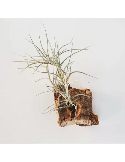 Tillandsia Holm´s Bluebeard