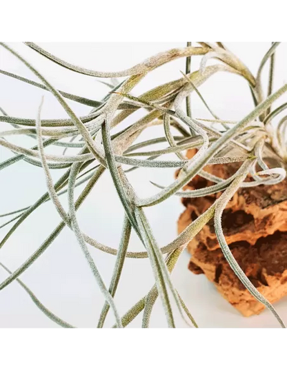 Tillandsia Holm´s Bluebeard