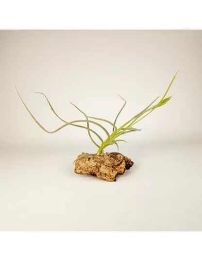 Tillandsia Holm´s Buttercup