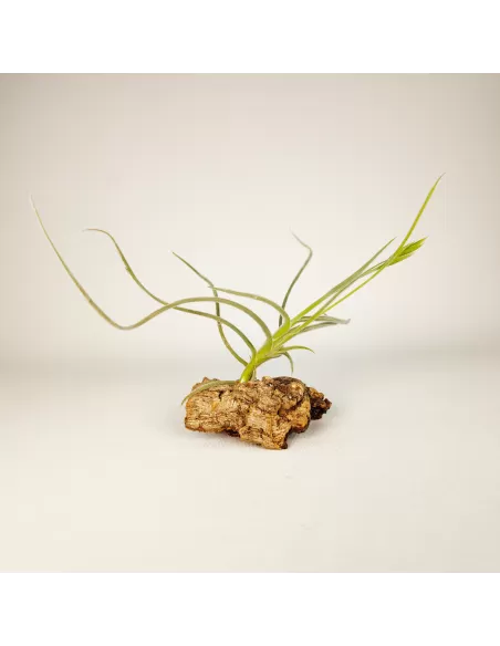 Tillandsia Holm's Buttercup