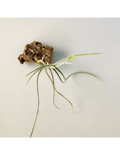 Tillandsia Holm´s Buttercup