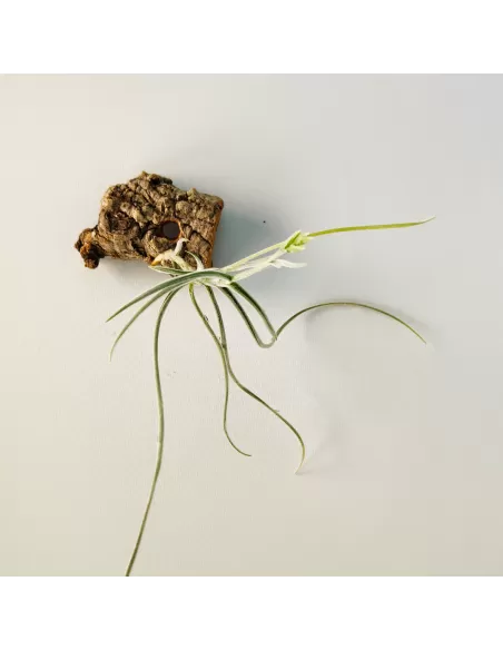 Tillandsia Holm's Buttercup