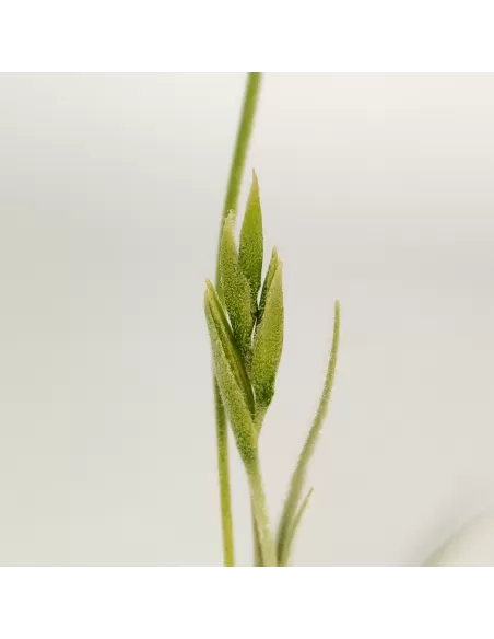 Tillandsia Holm´s Buttercup