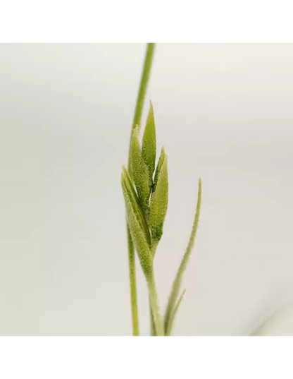 Tillandsia Holm´s Buttercup