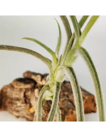 Tillandsia Holm´s Buttercup
