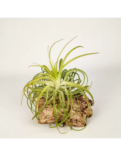Tillandsia Holm's Ideal x Remember Bob Holm's