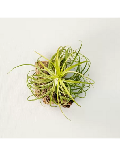 Tillandsia Holm's Ideal x Remember Bob Holm's