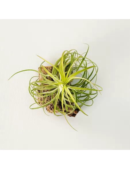 Tillandsia Holm's Ideal x Remember Bob Holm's