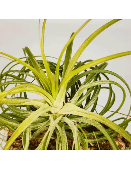 Tillandsia Holm's Ideal x Remember Bob Holm's