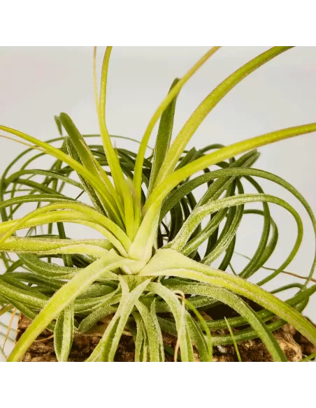 Tillandsia Holm's Ideal x Remember Bob Holm's