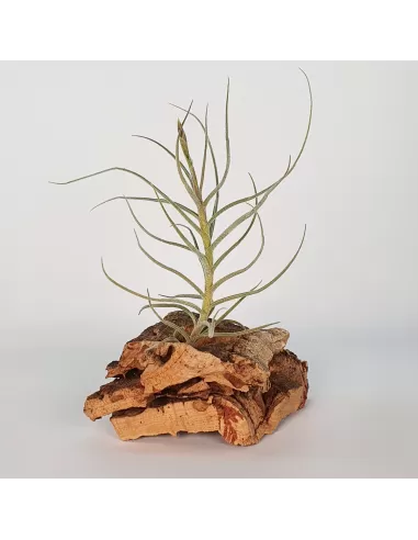 Tillandsia Holm's Mallekii