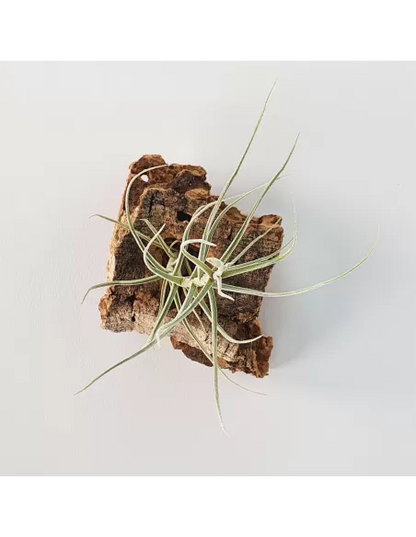 Tillandsia Holm's Mallekii