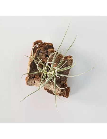 Tillandsia Holm´s Mallekii