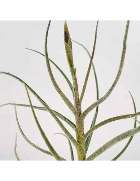 Tillandsia Holm's Mallekii