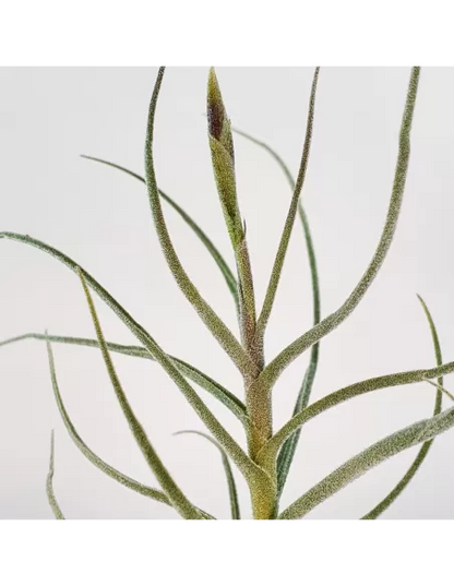 Tillandsia Holm's Mallekii